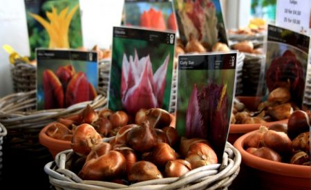 over het planten van tulpenbollen