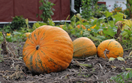 pag-aani ng mga pumpkins sa mga suburb