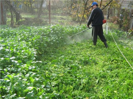 hoe mosterd op groene mest te zaaien