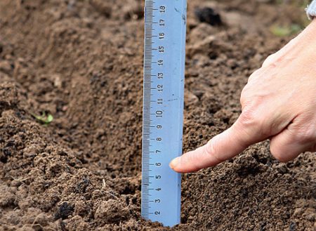 het planten van uien voor de winter in de buitenwijken