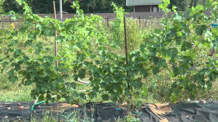 Planting og stell av druer i forstedets dyrking