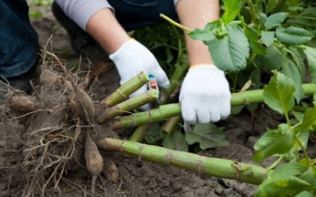 Dahlia's wanneer uit te graven en hoe op te slaan