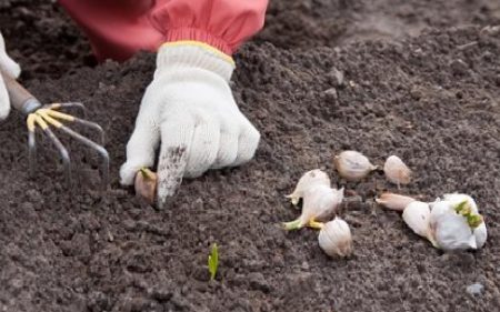 Hvitløkplanting om høsten på Lunar