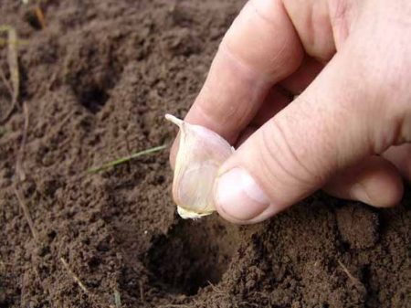 Knoflook die in de herfst op de maankalender 2015 planten