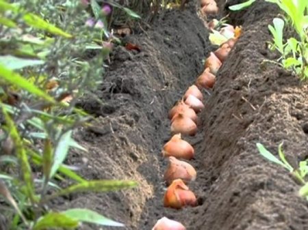 wanneer tulpen in de herfst van 2016 te planten