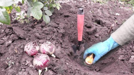 wanneer tulpen in de herfst van 2016 te planten