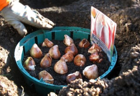 når du skal plante tulipaner om høsten