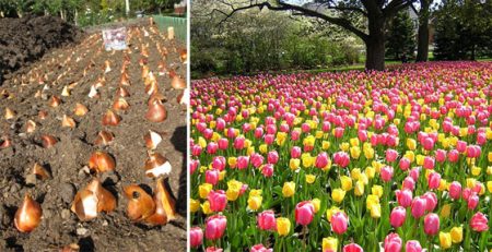 wanneer tulpen in de winter te planten