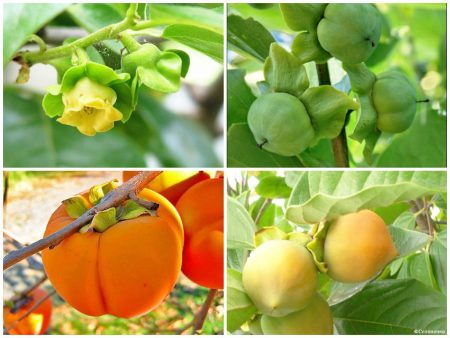 Paano palaguin ang persimmon mula sa isang bato sa bahay