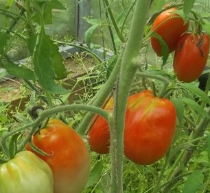 Hvordan dyrke tomatplanter hjemme