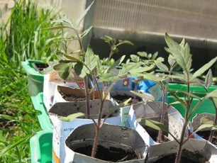 transplanterer tomatplanter i romslige containere