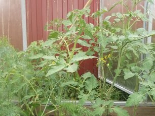 tomatenzaailingen in een kas