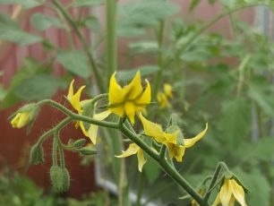 zaailingen tomaat met bloemen