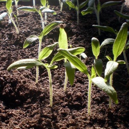 Pagtatanim ng paminta para sa mga seedlings sa 2017