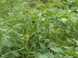 tomatenzaailingen in een kas