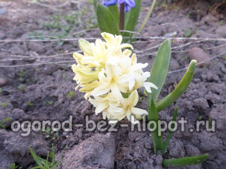 Nutrisyon at pangangalaga sa panahon ng aktibong paglaki at pamumulaklak ng mga hyacinths