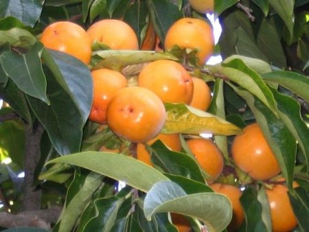 Paano palaguin ang persimmon mula sa isang bato sa bahay