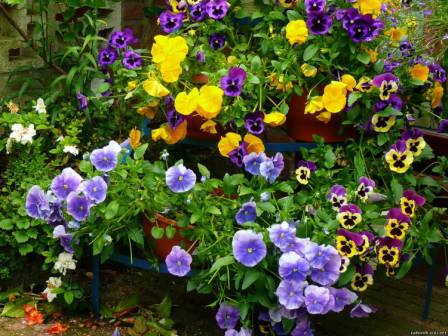 pansies