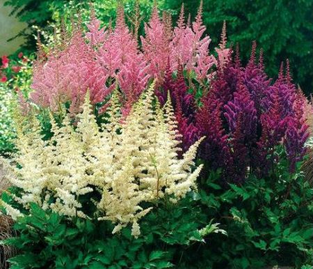 Astilbe