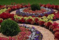 flerårige blomster som blomstrer hele sommeren