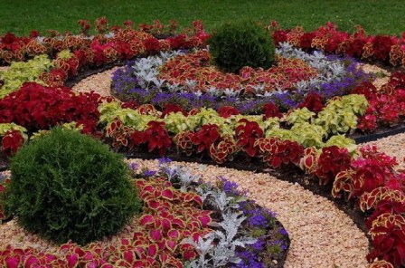 meerjarige bloemen bloeien de hele zomer