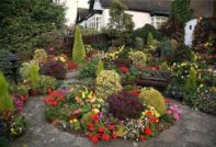 bloemen vaste planten voor de tuin pretentieloos, langbloeiend