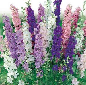 Delphinium