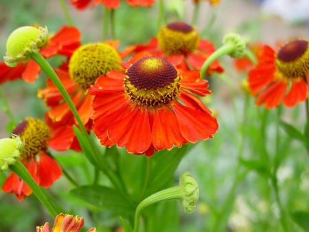 helenium