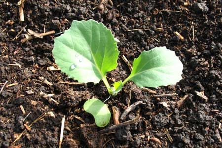 Når du skal plante frøplanter i 2016