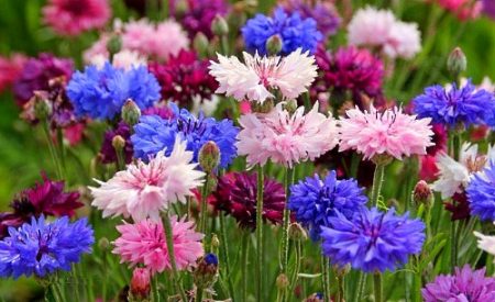 blomster til sommerhus som blomstrer hele tittelen med sommerfoto