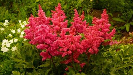 bloemen voor zomerhuisjes bloeien de hele zomer met de titel foto