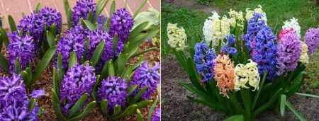 Mga Hyacinths