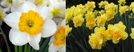 Daffodils