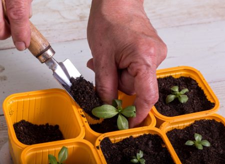 Når du skal plante frøplanter