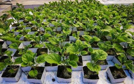 aubergineplanting for frøplanter