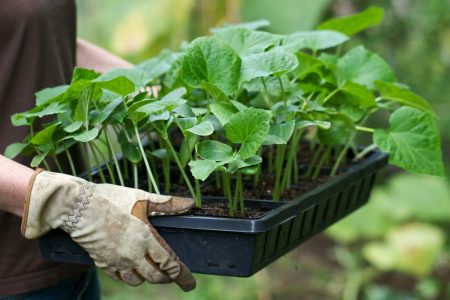 Wanneer zaailingen planten in 2016