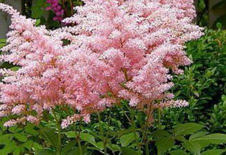 astilbe frøplanter