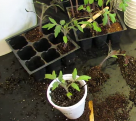 Wanneer tomaten voor zaailingen planten in 2017