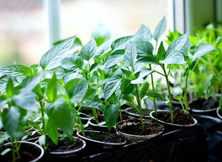 Kailan maghasik ng paminta para sa mga seedlings sa 2017 ayon sa kalendaryo ng lunar