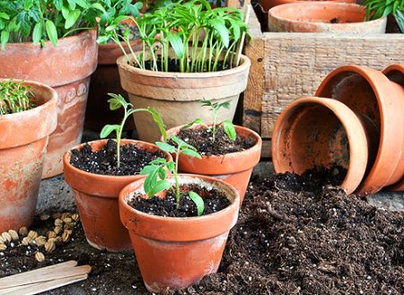 Kailan maghasik ng mga kamatis para sa mga seedlings sa 2017