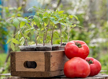 Kailan maghasik ng mga kamatis para sa mga seedlings sa 2017 ayon sa kalendaryo ng lunar