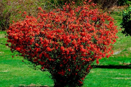 japanese quince