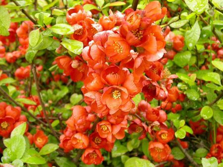 ornamental shrubs para sa mga suburb