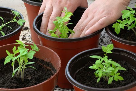 Lunar Tomato Seedlings