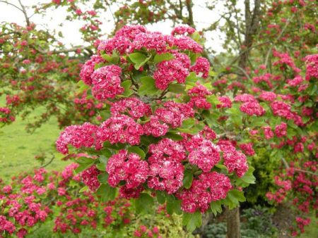 Siberian hawthorn