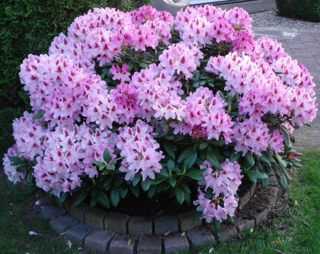 Rododendrons in de buitenwijken: landing en verzorging