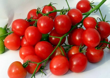 De beste variëteiten tomaten voor 2017