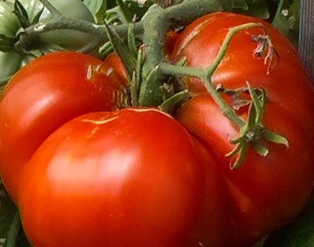 De beste variëteiten tomaten 2017