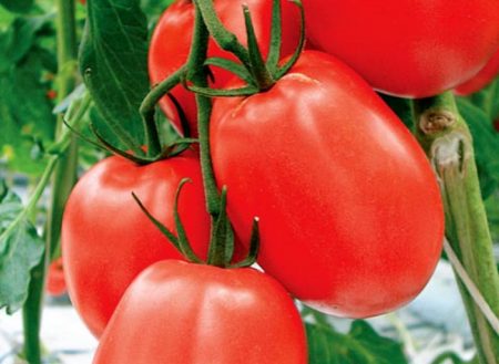 Soorten tomaten van Siberische selectie