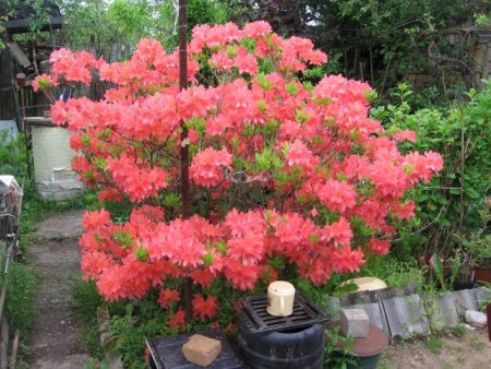 Mga Rhododendron sa mga suburb: landing at pangangalaga